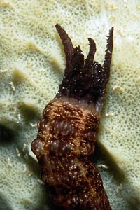 Synaptula (Synapta sp.)