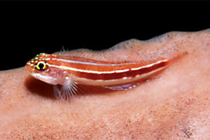 Trepinne (Helcogramma striatum)