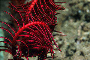 Crinoide (Oxycomanthus bennetti)