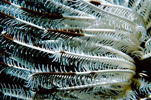 Crinoide (Comanthina schlegelii)