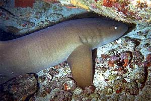 Squalo nutrice (Ginglymostoma cirratum)