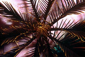 Crinoide (Oxycomanthus bennetti)