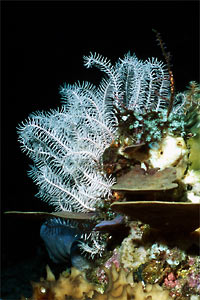 Crinoide (Oxycomanthus bennetti)