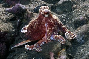 Polpo (Octopus cyanea)