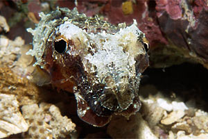 Seppia gigante del reef (Sepia latimanus)