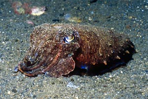 Seppia gigante del reef (Sepia latimanus)