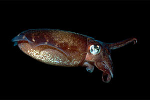 Seppia gigante del reef (Sepia latimanus)