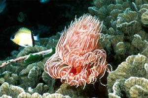 Spirografo (Protula magnifica)