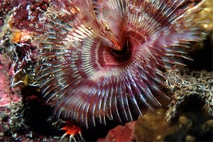 Spirografo (n.d. n.d.)