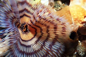 Spirografo (n.d. n.d.)