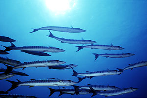 Barracuda pinna nera (Sphyraena qenie)