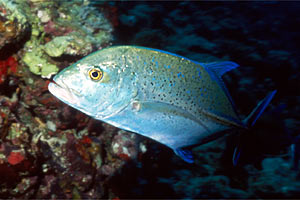 Carangide (Caranx melampygus)