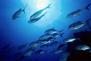 Carangide (Caranx sexfasciatus)