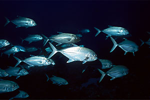 Carangide (Caranx sexfasciatus)