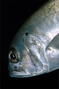 Carangide (Caranx sexfasciatus)