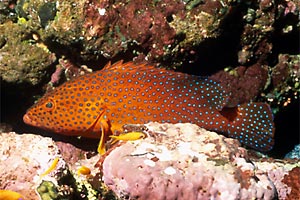 Cernia miniata (Cephalopholis miniata)