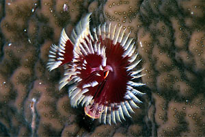 Anellide albero di natale (Spirobranchus giganteus)