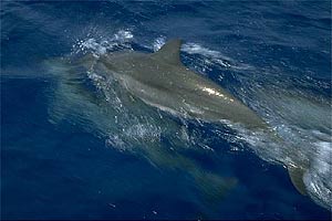 Tursiope (Tursiops truncatus)