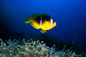 Pesce pagliaccio (Amphiprion bicinctus)