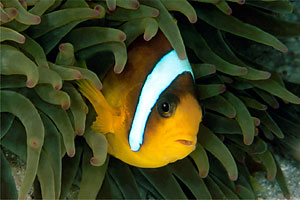 Pesce pagliaccio (Amphiprion bicinctus)