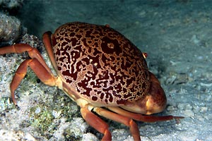 Granchio rotondo (Carpilius convexus)