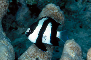 Damigella codabianca (Dascyllus aruanus)