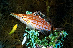 Pesce falco muso lungo (Oxycirrhites typus)