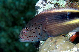 Pesce falco (Paracirrhites forsteri)