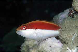 Pesce falco (Paracirrhites forsteri)