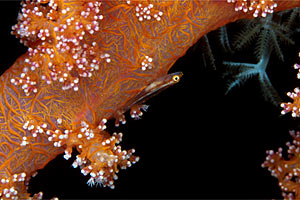 Gobide della gorgonia (Bryaninops n.d.)