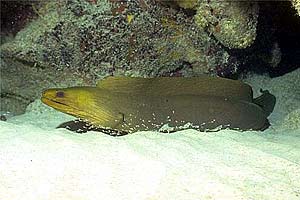 Murena (Gymnothorax funebris)