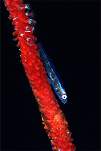 Gobide della gorgonia (Bryaninops n.d.)