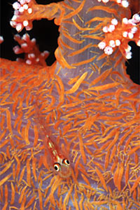 Gobide della gorgonia (Bryaninops n.d.)