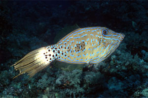 Pesce lima scrittura (Aluterus scriptus)