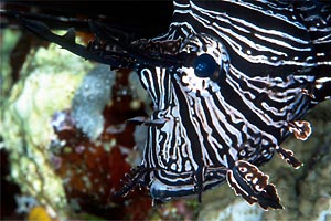 Pesce cobra (Pterois miles)