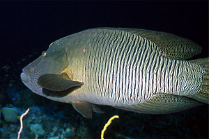 Pesce napoleone (Cheilinus undulatus)