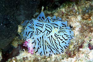 Nudibranchio (Halgerda willeyi)