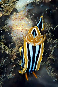 Nudibranchio pigiama (Chromodoris quadricolor)