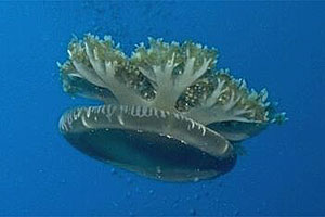 Medusa (Cassiopea frondosa)