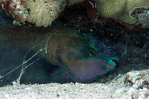Pesce pappagallo (Scarus psittacus)