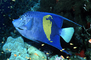 Pesce angelo maculato (Pomacanthus maculosus)