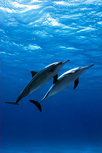 Stenella dal lungo rostro (Stenella longirostris)