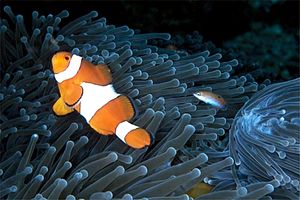 Pesce pagliaccio occidentale (Amphiprion ocellaris)