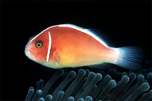 Pesce pagliaccio rosa (Amphiprion perideraion)