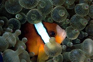 Pesce pagliaccio di Clark (Amphiprion clarkii)