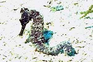 Cavalluccio marino (Hippocampus erectus)
