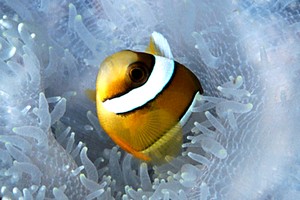 Pesce pagliaccio di Clark (Amphiprion clarkii)