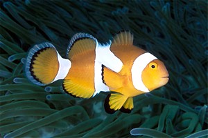 Pesce pagliaccio occidentale (Amphiprion ocellaris)