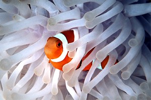 Pesce pagliaccio occidentale (Amphiprion ocellaris)