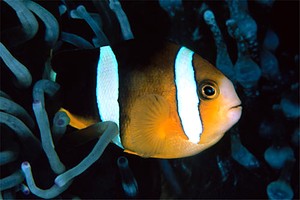 Pesce pagliaccio di Clark (Amphiprion clarkii)